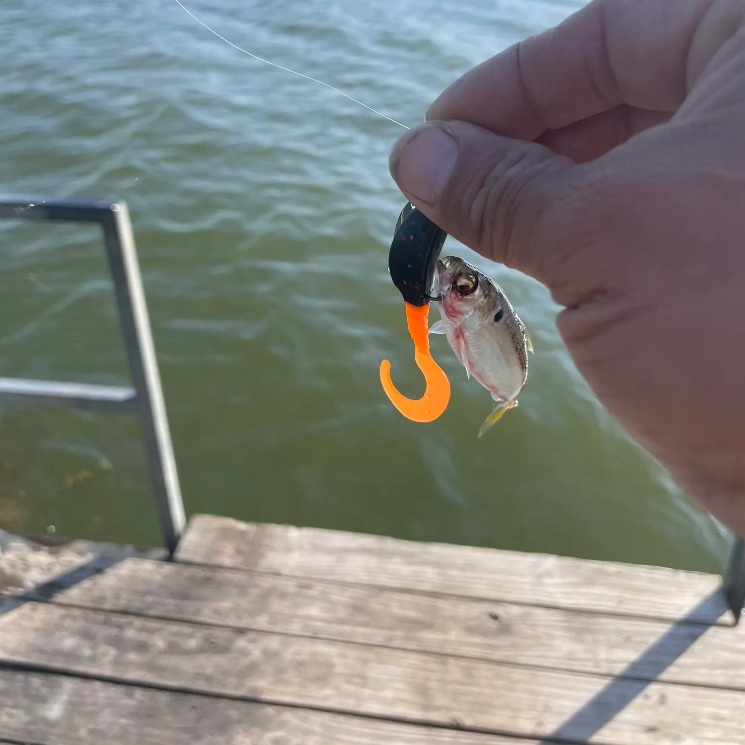 The most recent Threadfin shad catches on Fishbrain