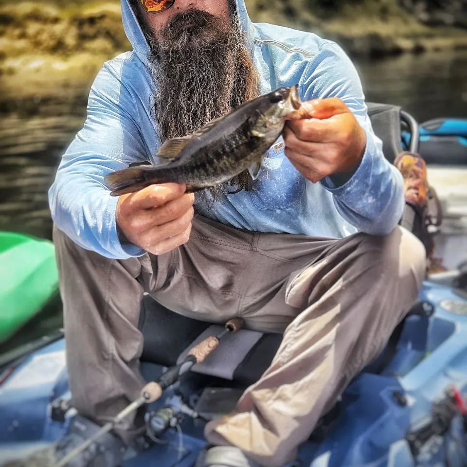 The most recent Suwannee bass catches on Fishbrain