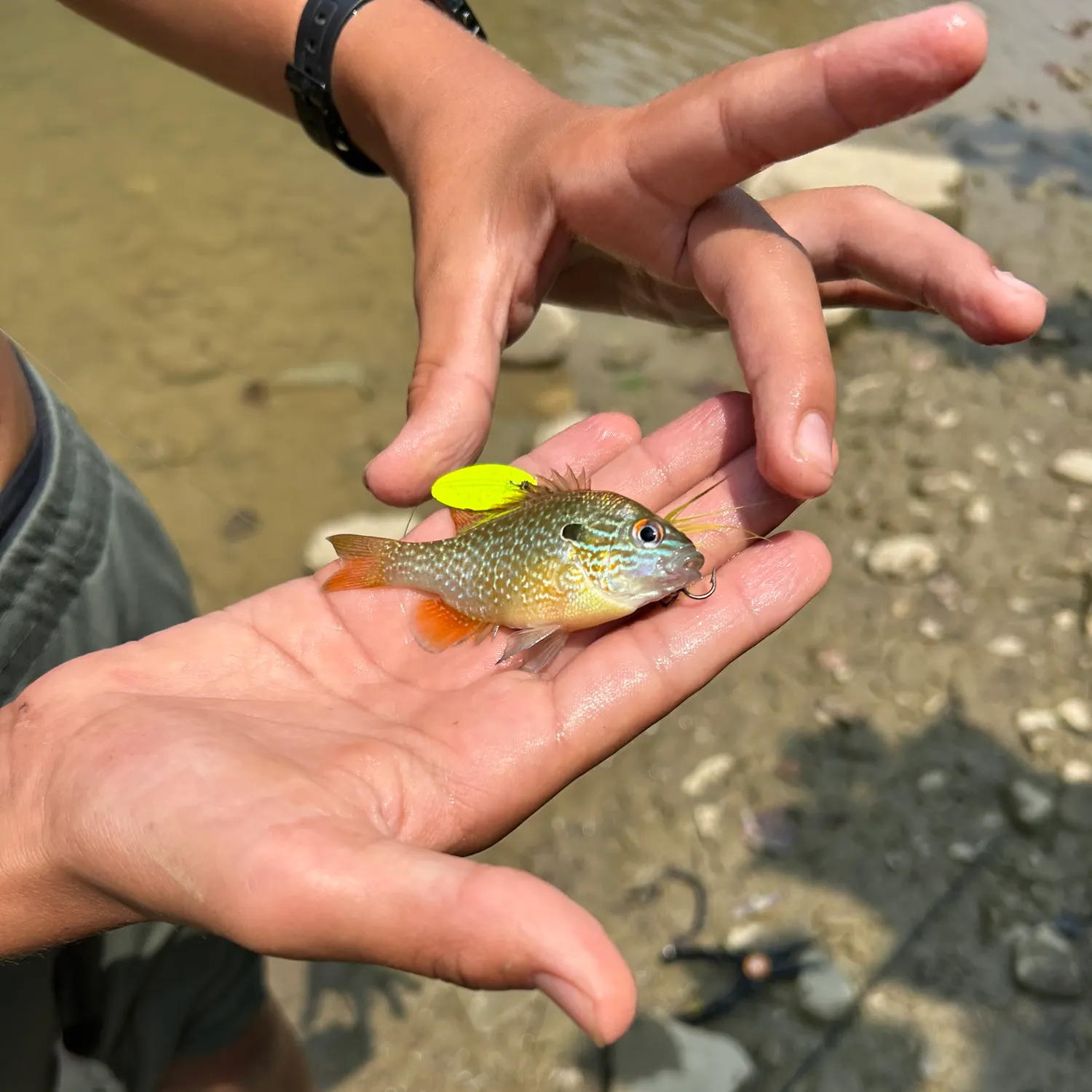 The most recent Pumpkingill hybrid catches on Fishbrain