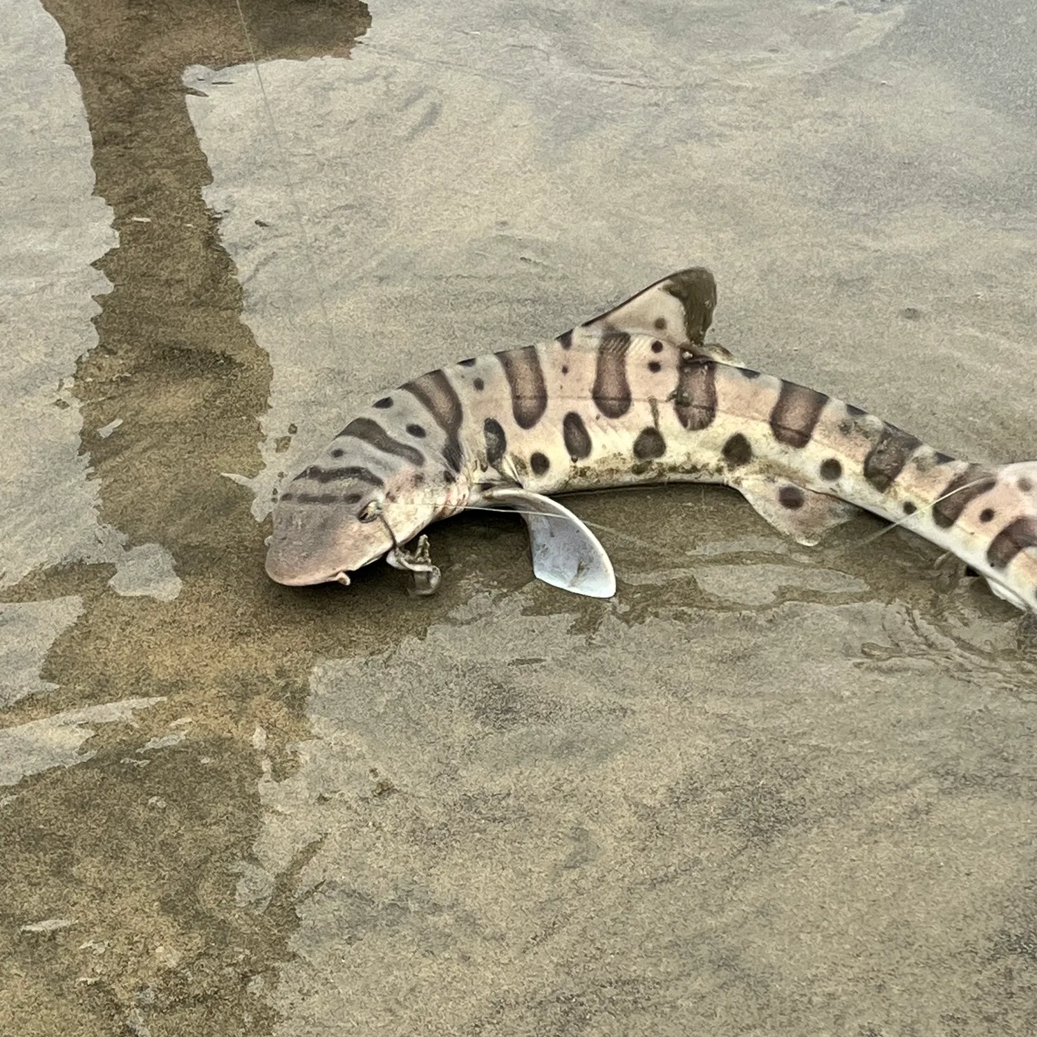 The most recent Leopard shark catches on Fishbrain