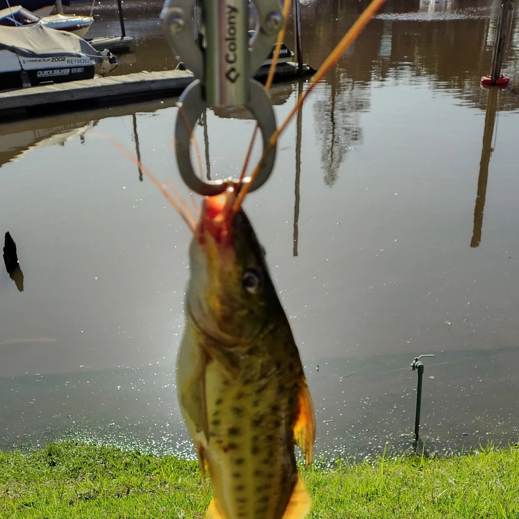 The most recent Spotted pimelodus catches on Fishbrain