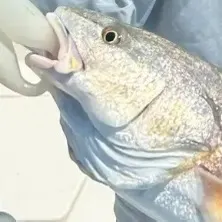 Red drum caught on Fishbrain