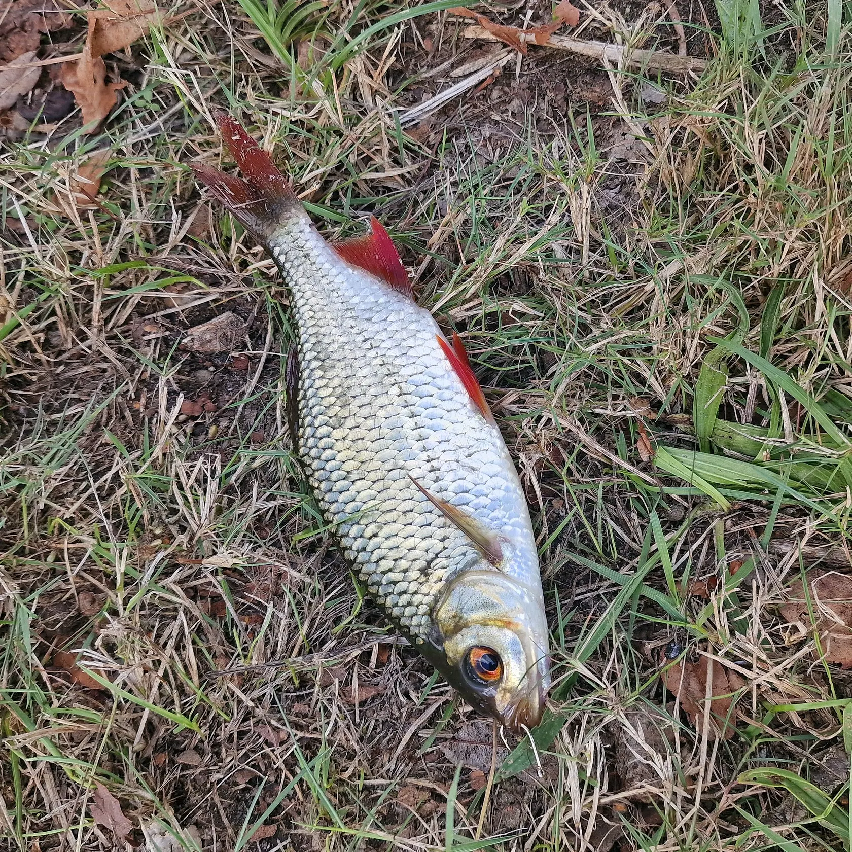 Common rudd caught on Fishbrain