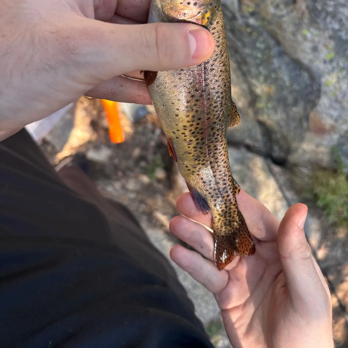 Brown trout caught on Fishbrain