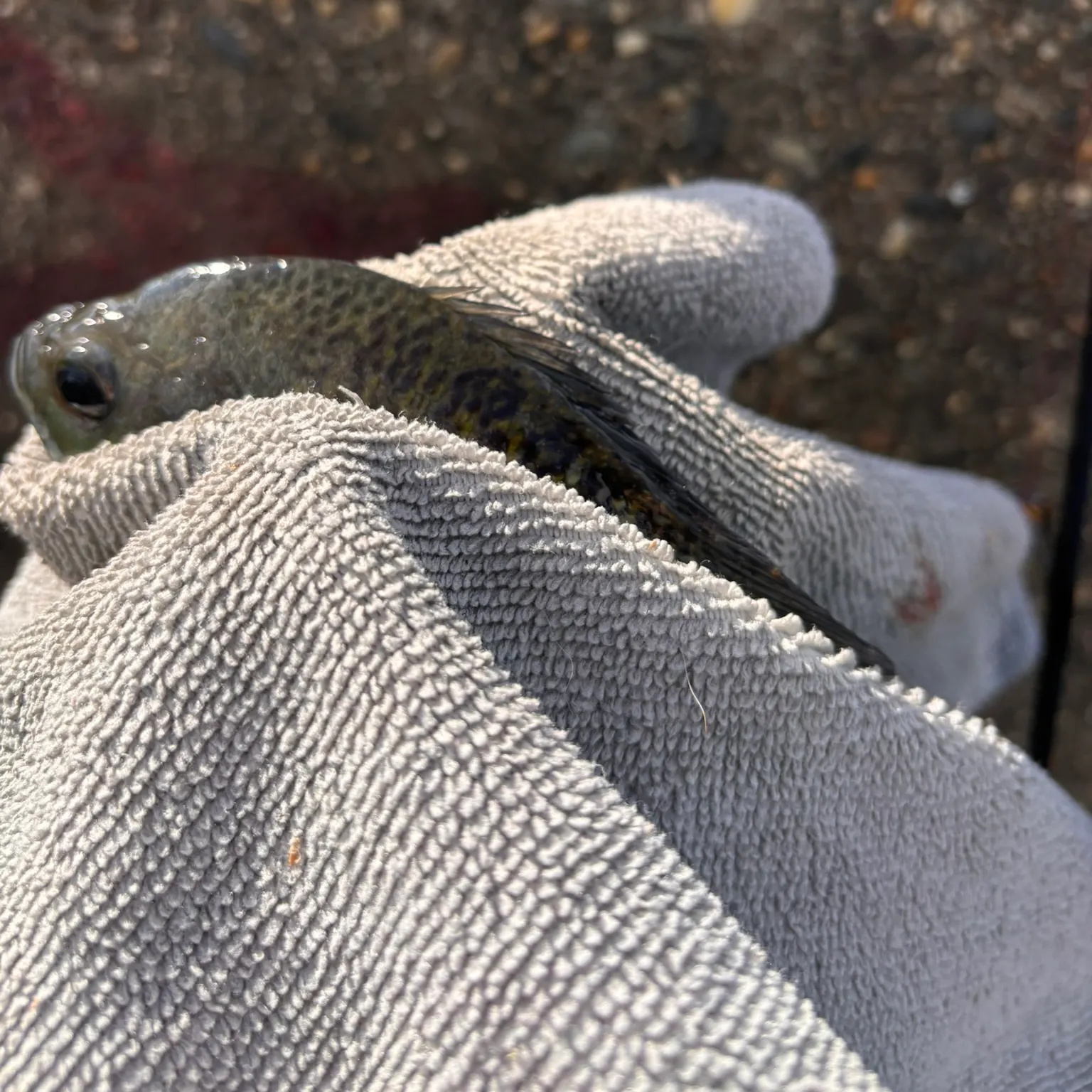 The most recent Striped mojarra catches on Fishbrain