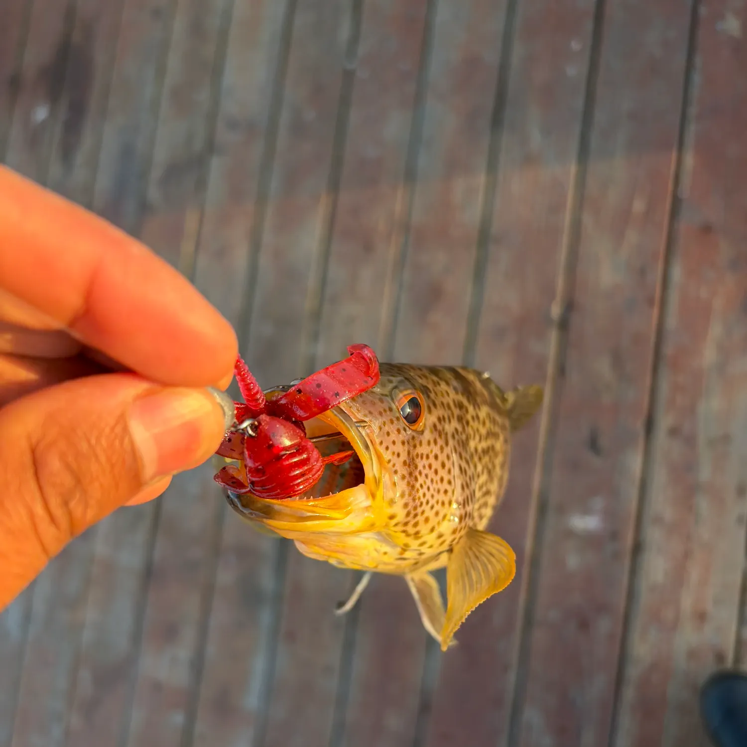 Fish caught on Fishbrain