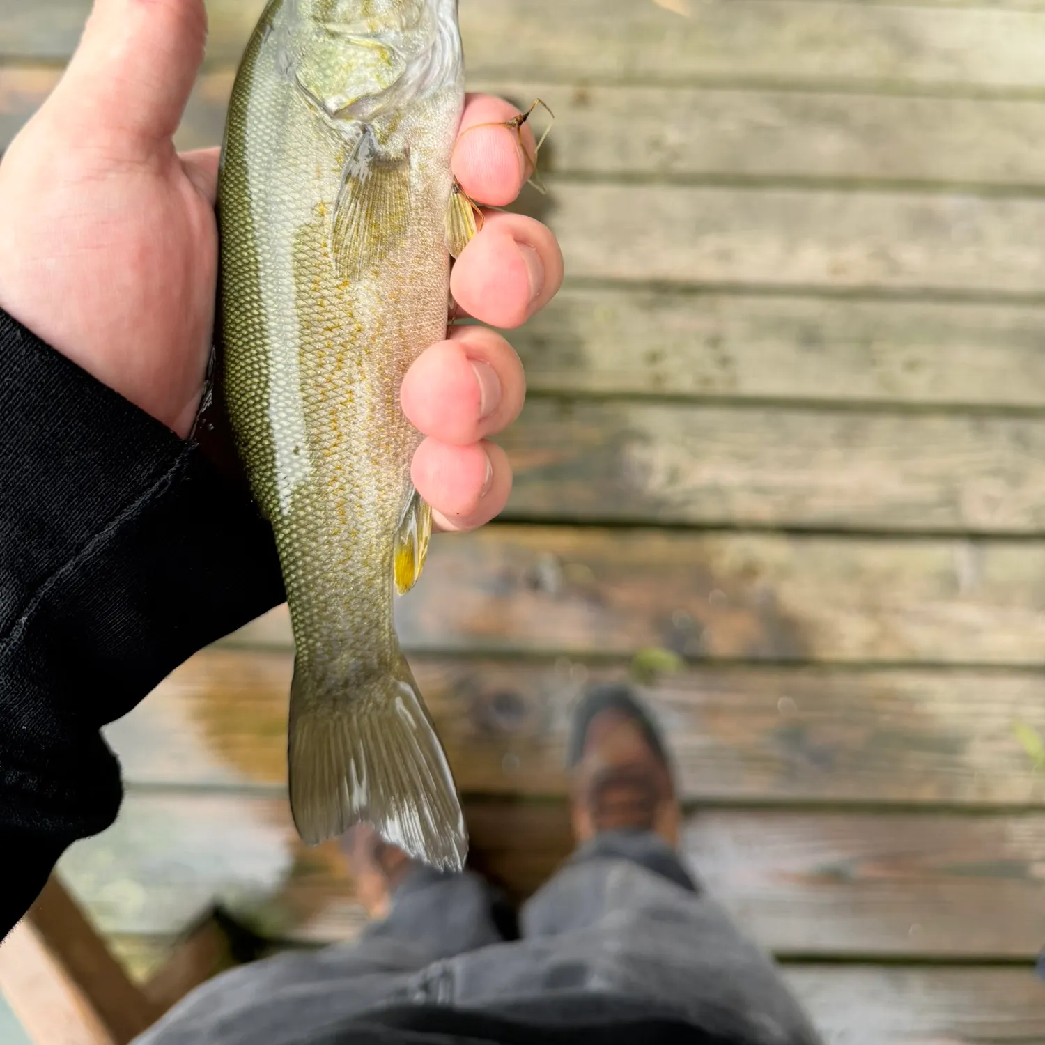 Smallmouth bass caught on Fishbrain