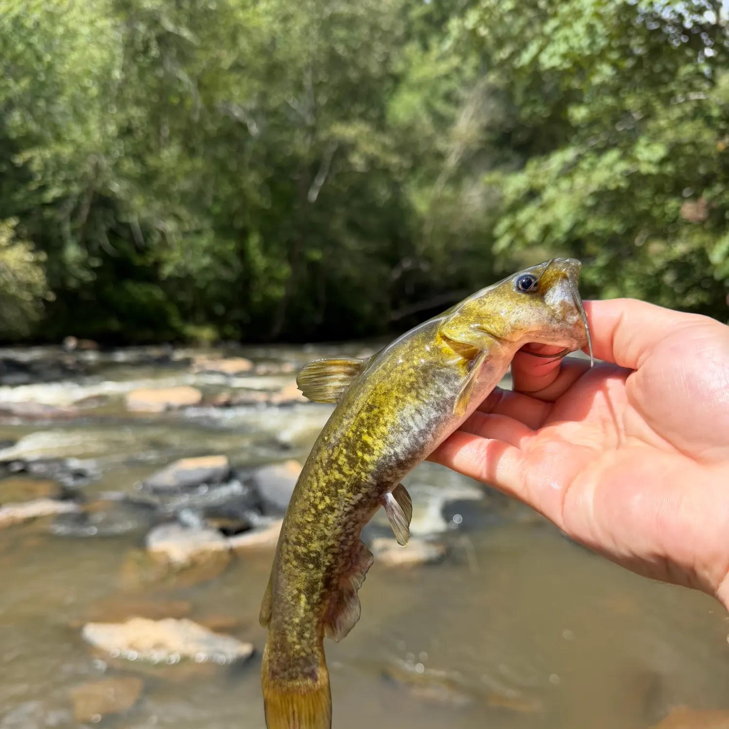 The most recent Snail bullhead catches on Fishbrain