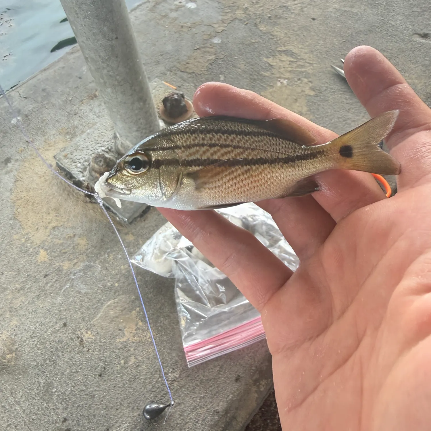 The most recent Caesar grunt catches on Fishbrain