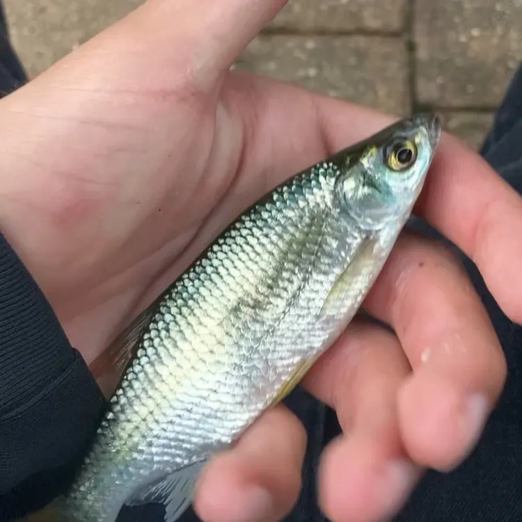 Golden shiner caught on Fishbrain
