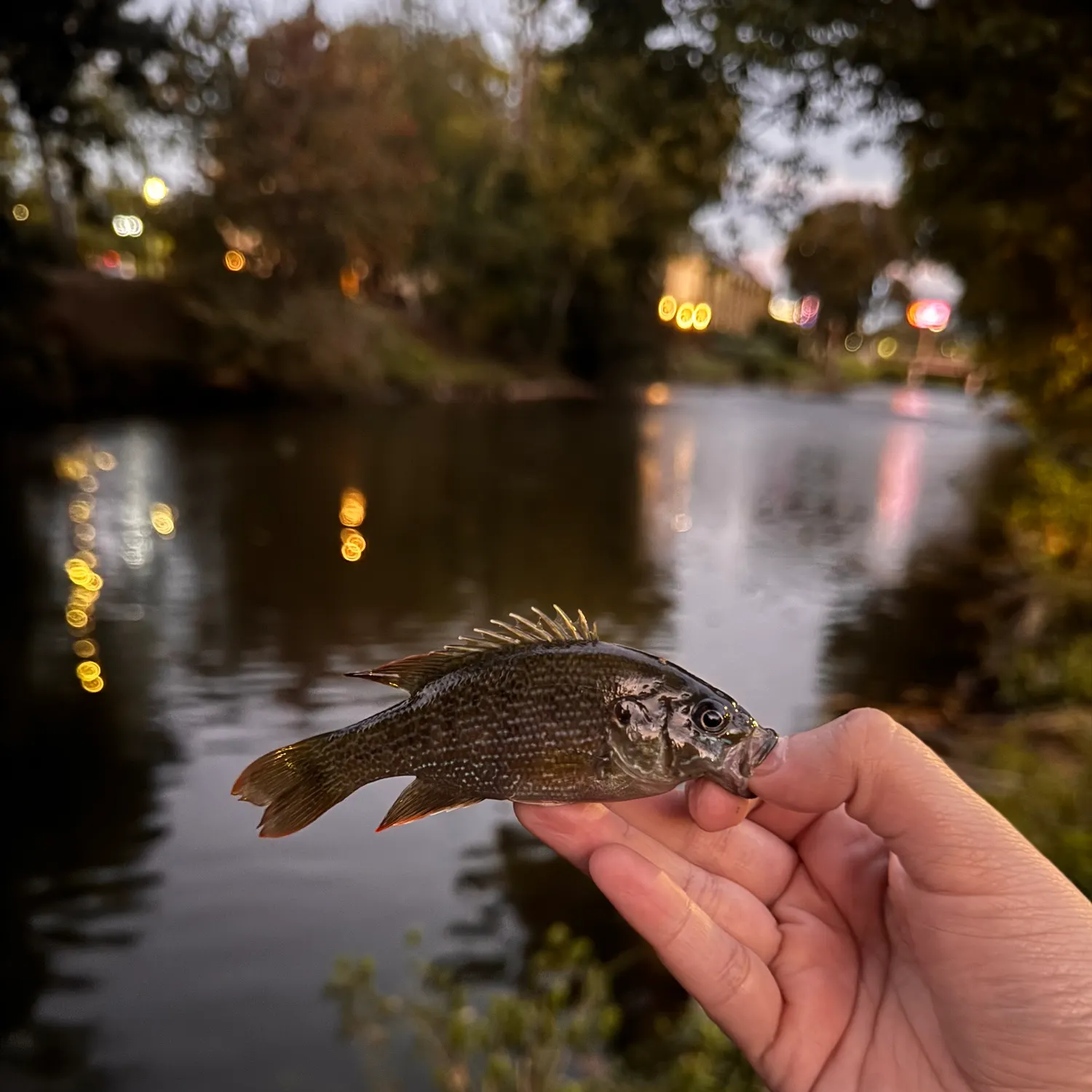Greengill hybrid caught on Fishbrain