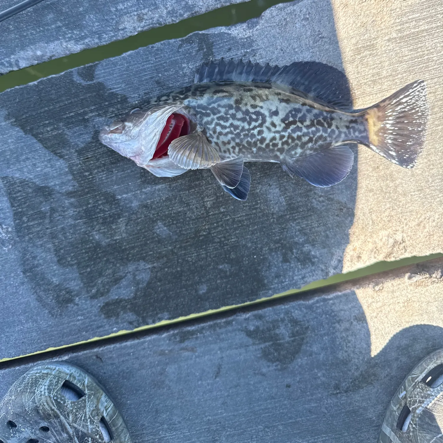 The most recent Black grouper catches on Fishbrain