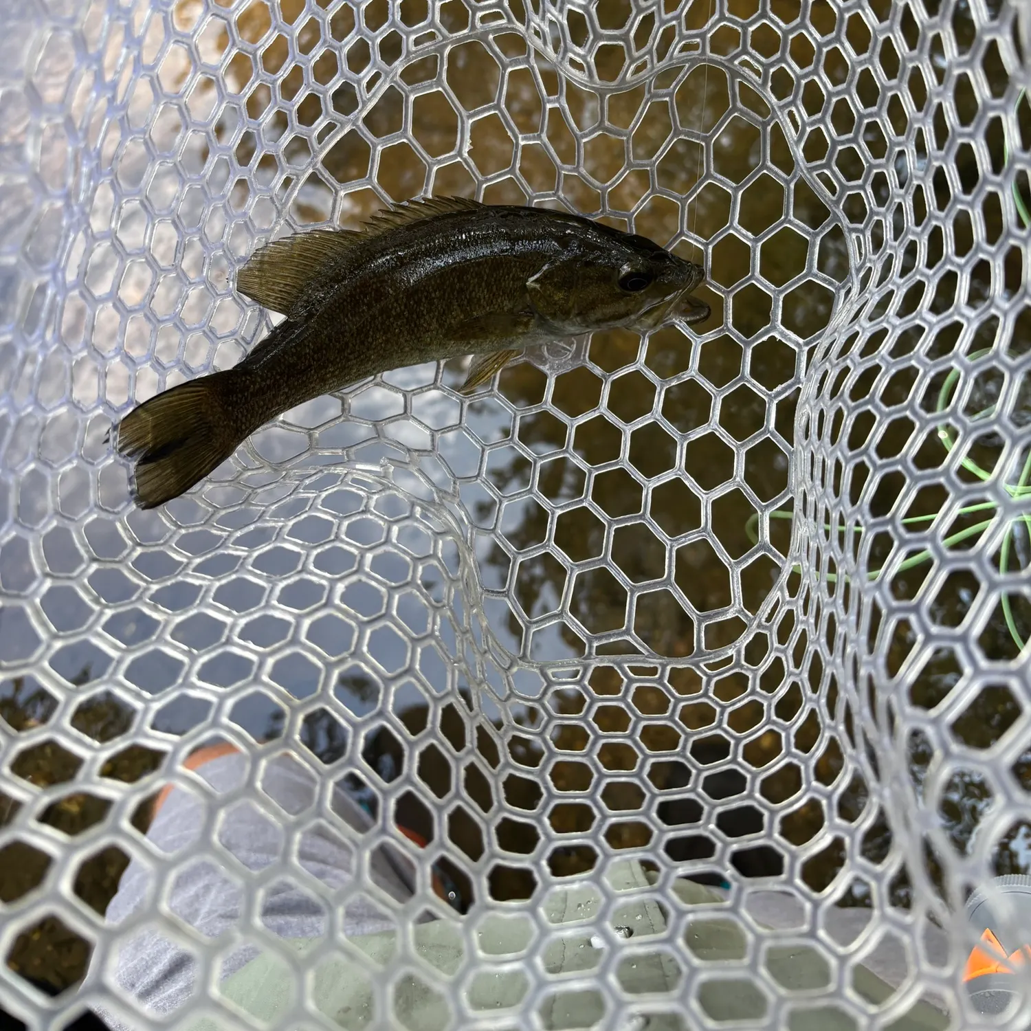 Smallmouth bass caught on Fishbrain