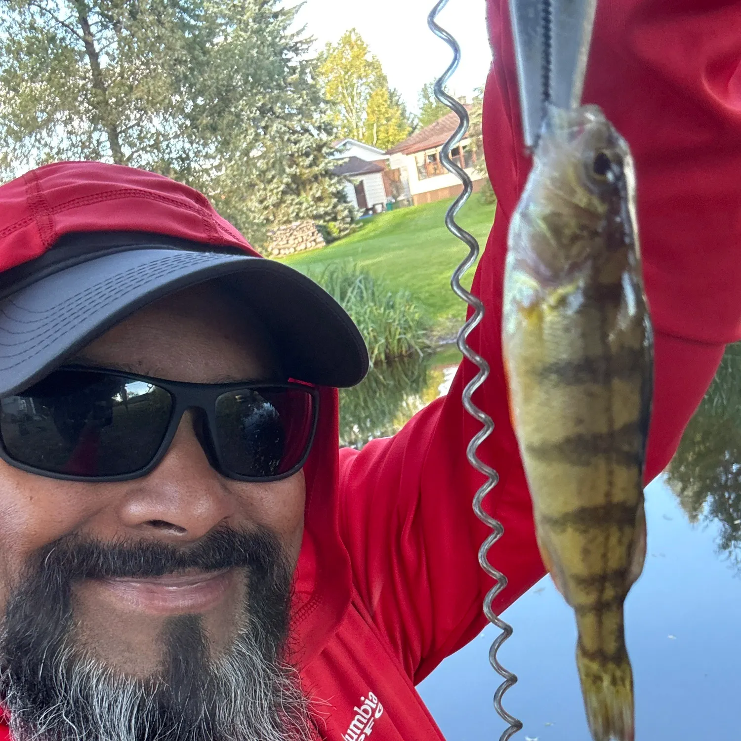 Yellow perch caught on Fishbrain