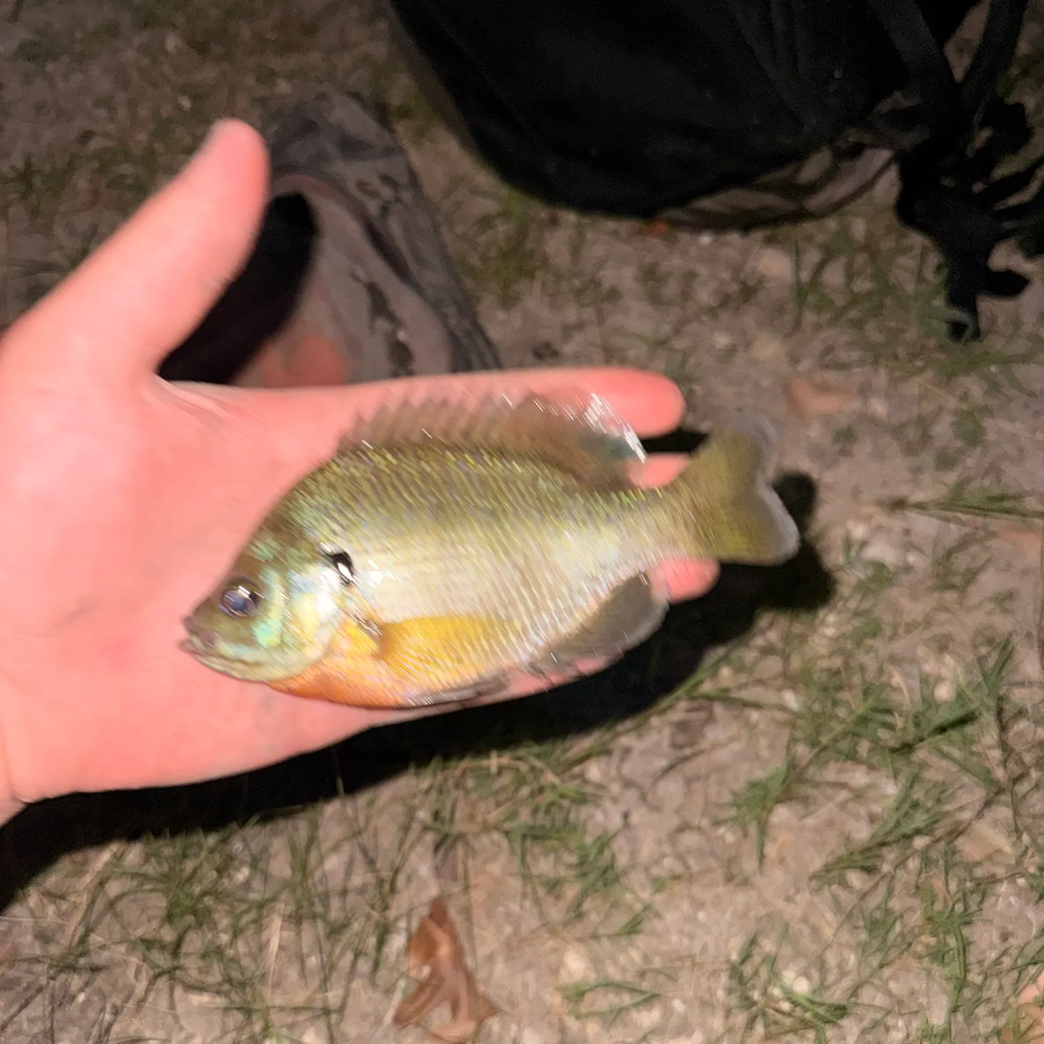Bluegill caught on Fishbrain