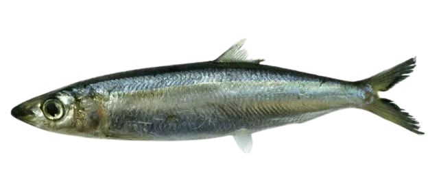 Slender rainbow sardine