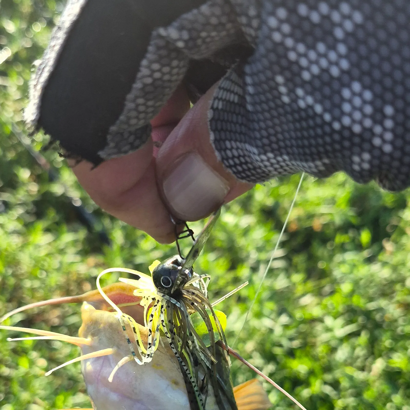 Yellow bullhead caught on Fishbrain
