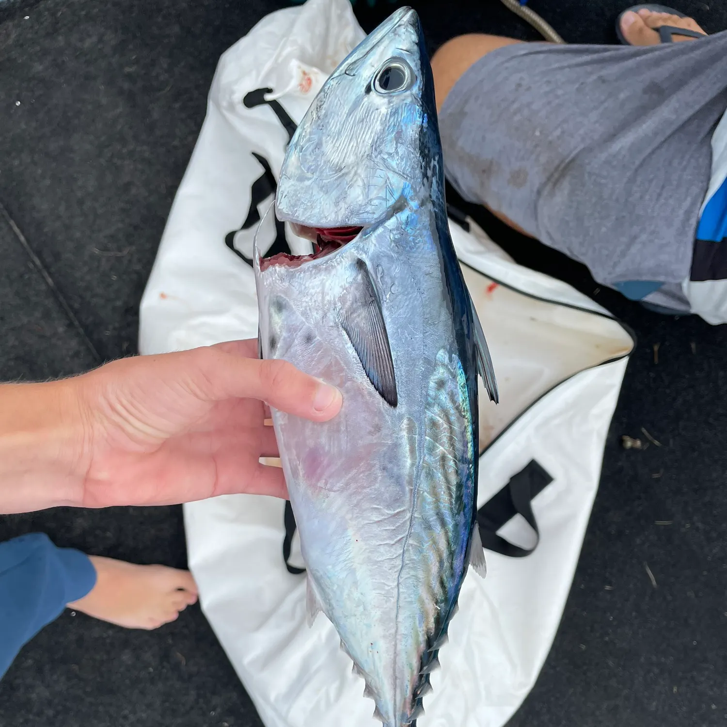 The most recent Kawakawa catches on Fishbrain