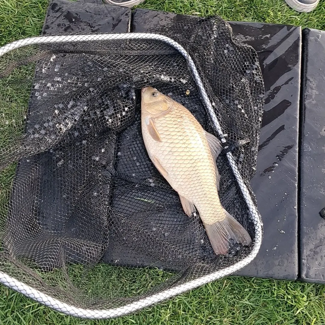 The most recent F1 carp catches on Fishbrain