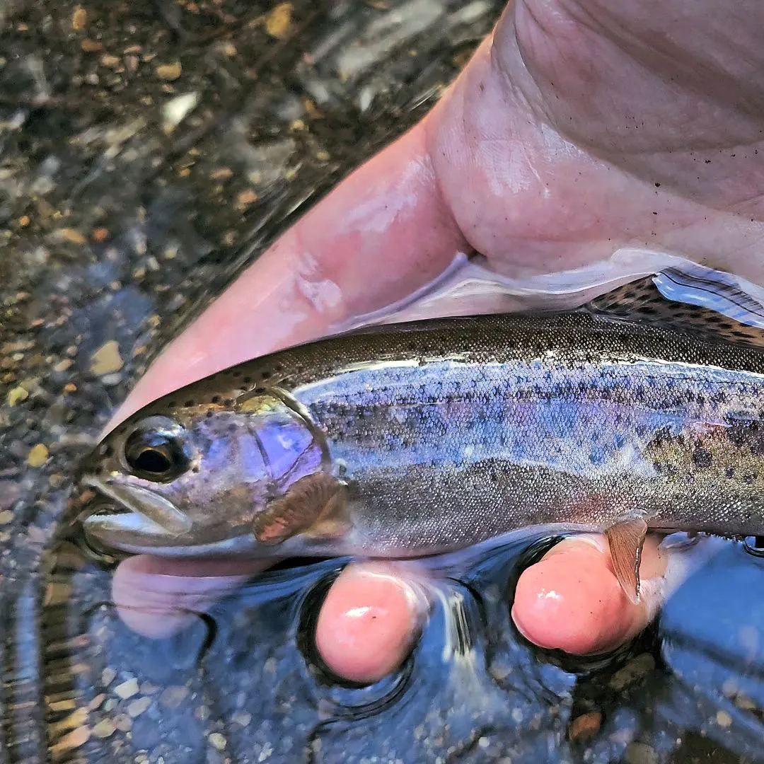 Columbia river redband trout caught on Fishbrain