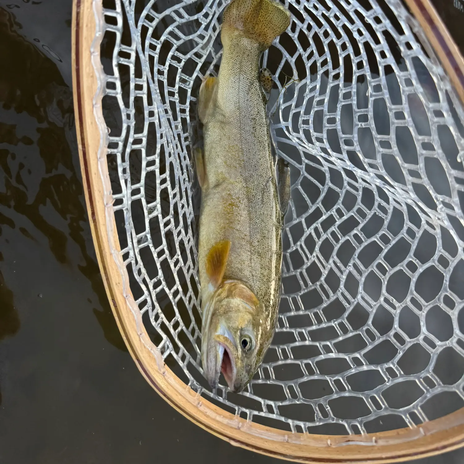 The most recent Gila trout catches on Fishbrain