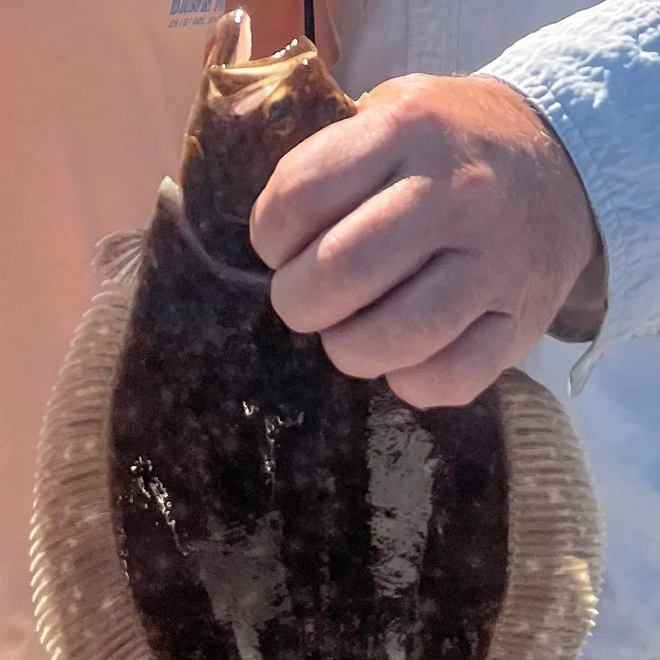 Summer flounder caught on Fishbrain