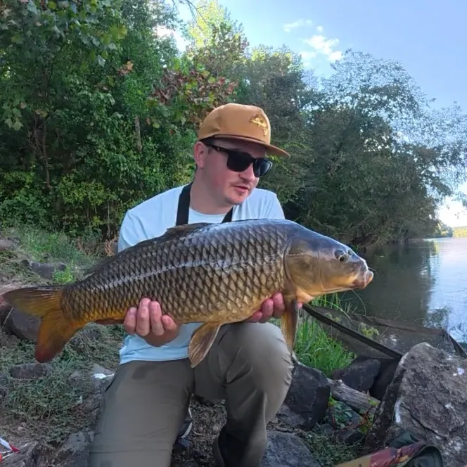 Common carp caught on Fishbrain