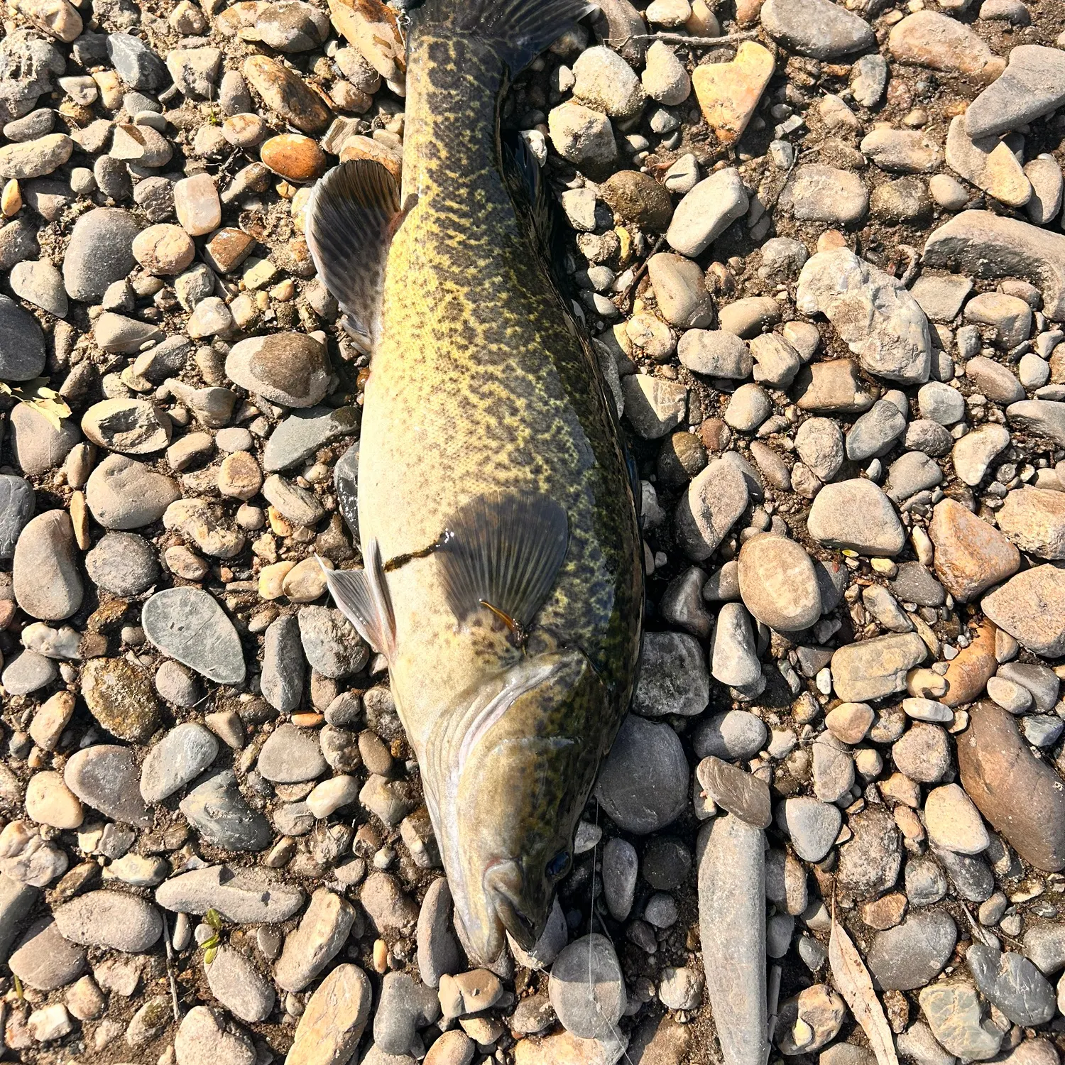 The most recent Trout cod catches on Fishbrain