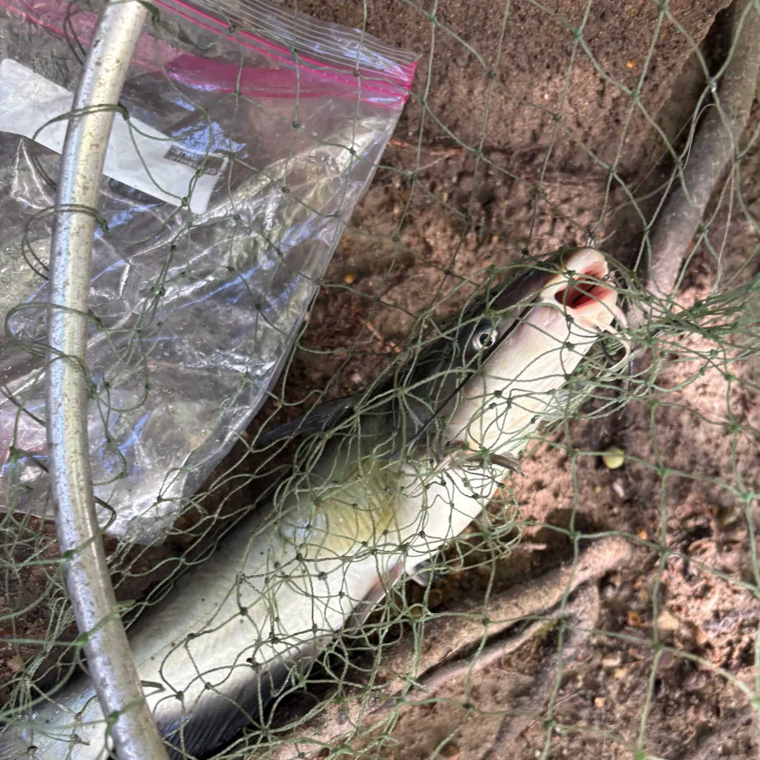 Channel catfish caught on Fishbrain