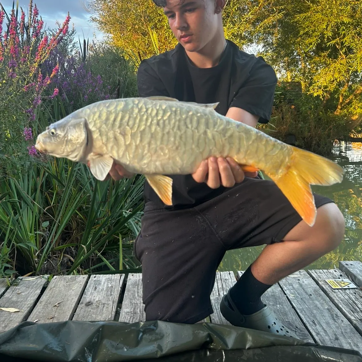 The most recent Mirror carp catches on Fishbrain