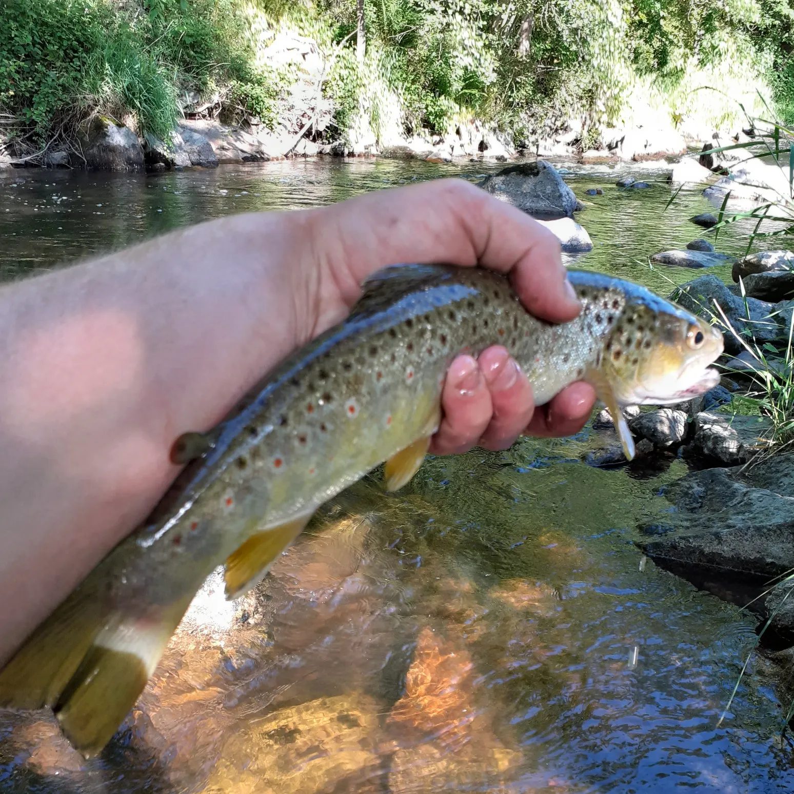 recently logged catches