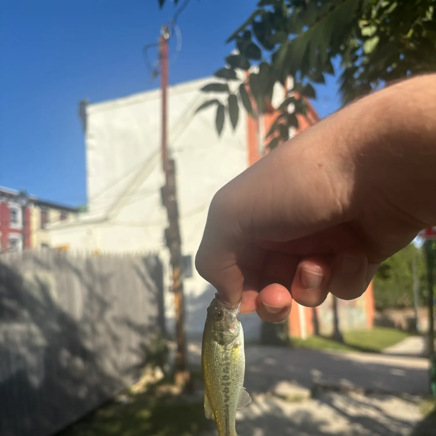 catch