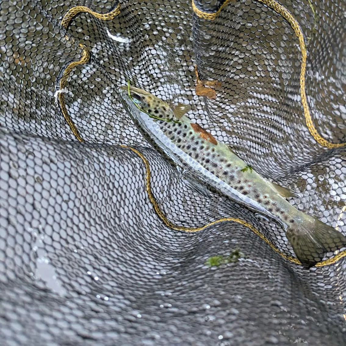 Brown trout caught on Fishbrain