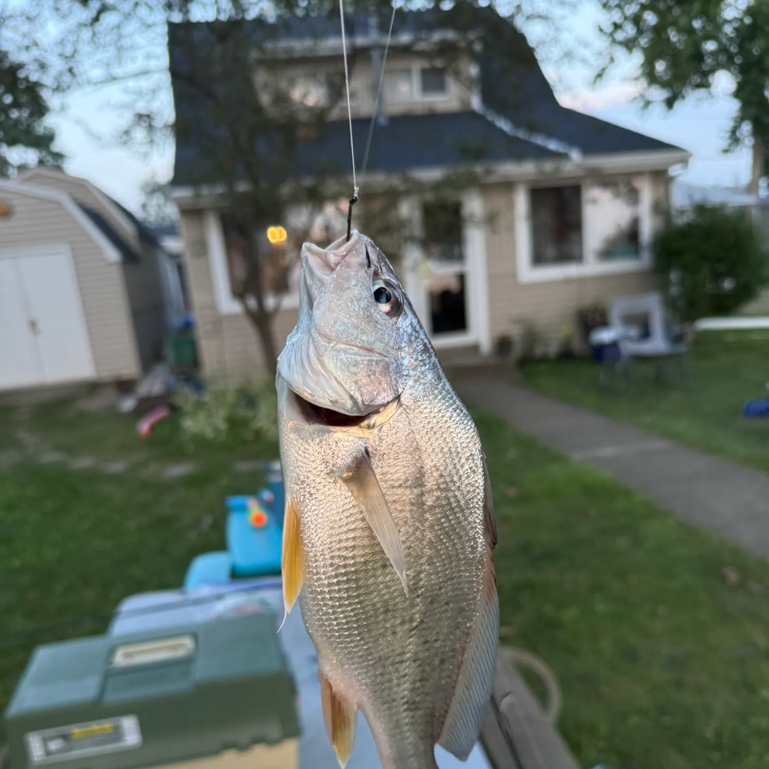 catch