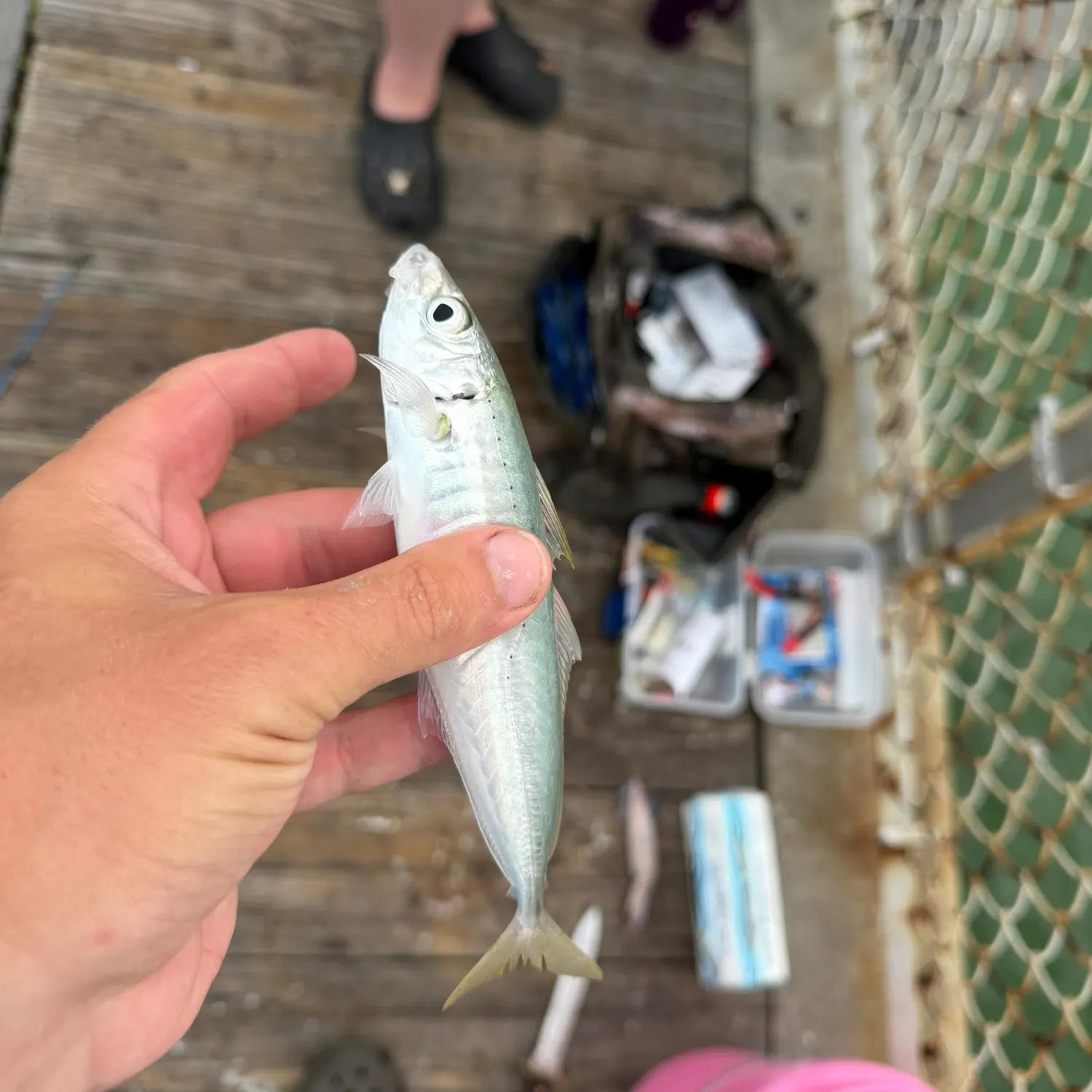 The most recent Round Scad catches on Fishbrain