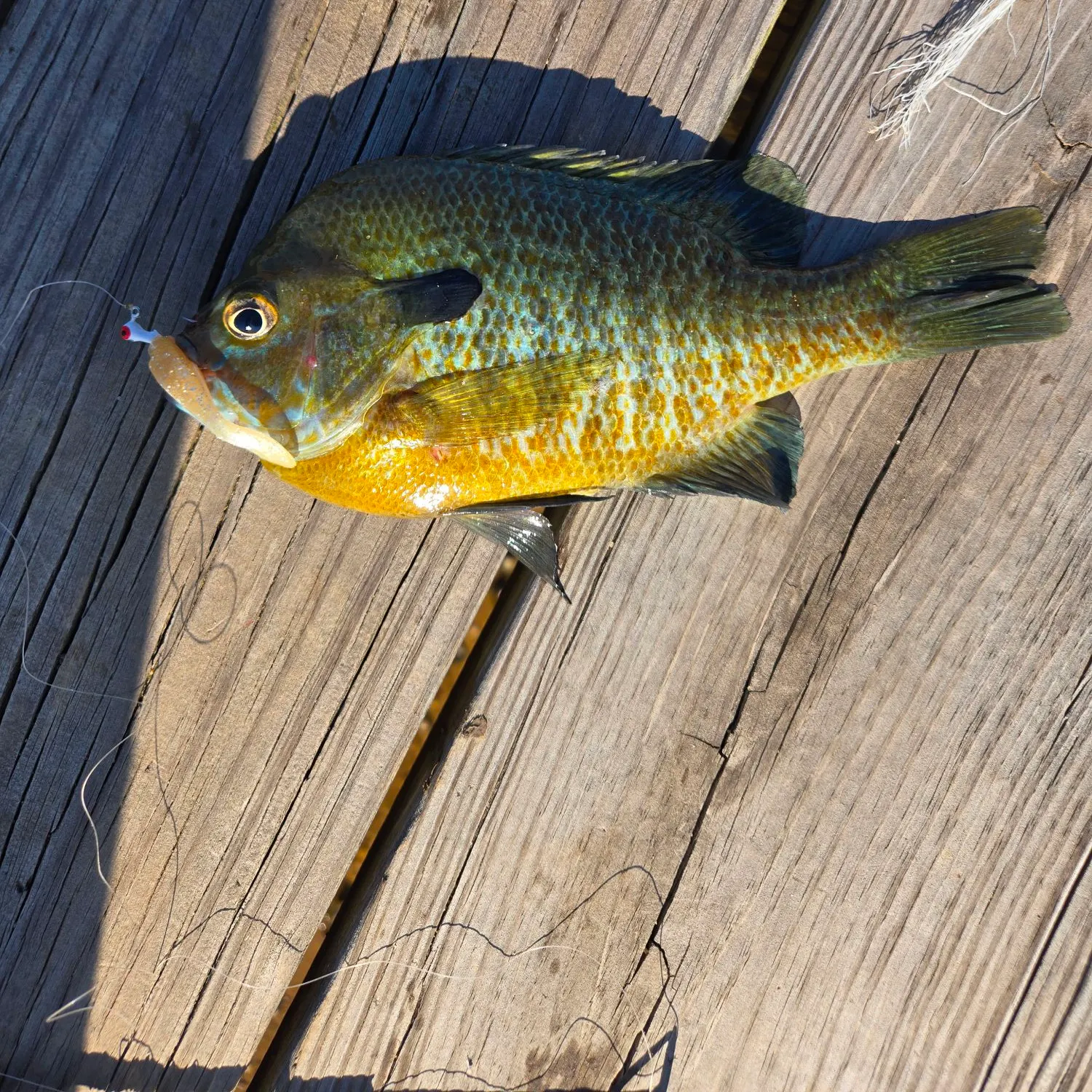 The most recent Redbreast sunfish x bluegill catches on Fishbrain