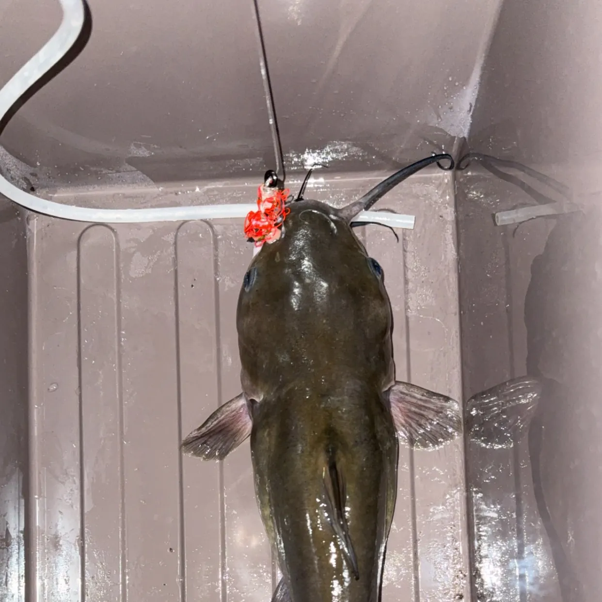Channel catfish caught on Fishbrain