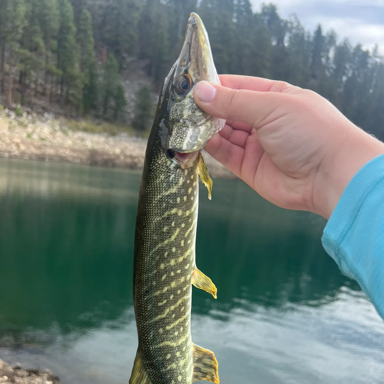 Northern pike caught on Fishbrain