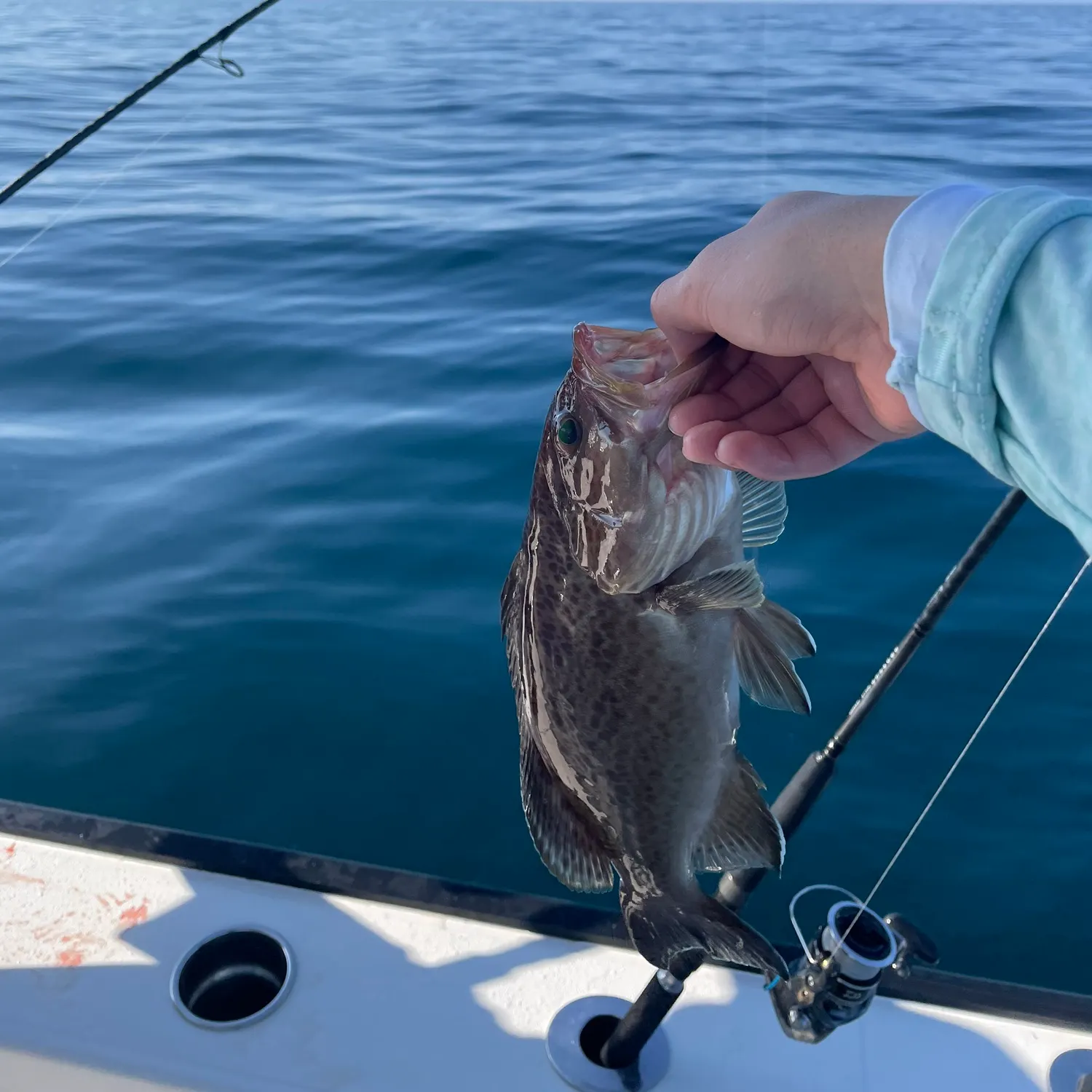The most recent Scamp grouper catches on Fishbrain