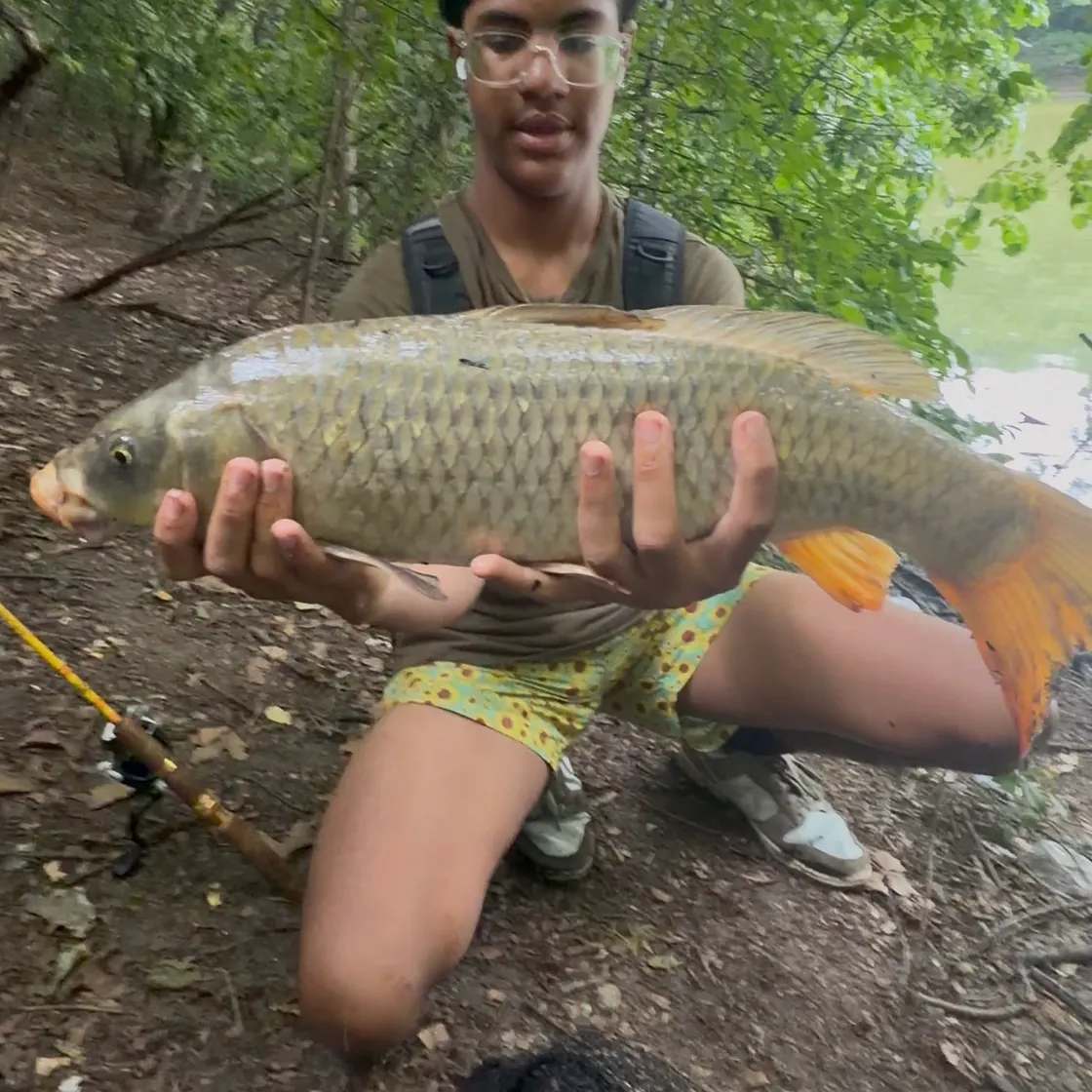 The most recent Ghost carp catches on Fishbrain