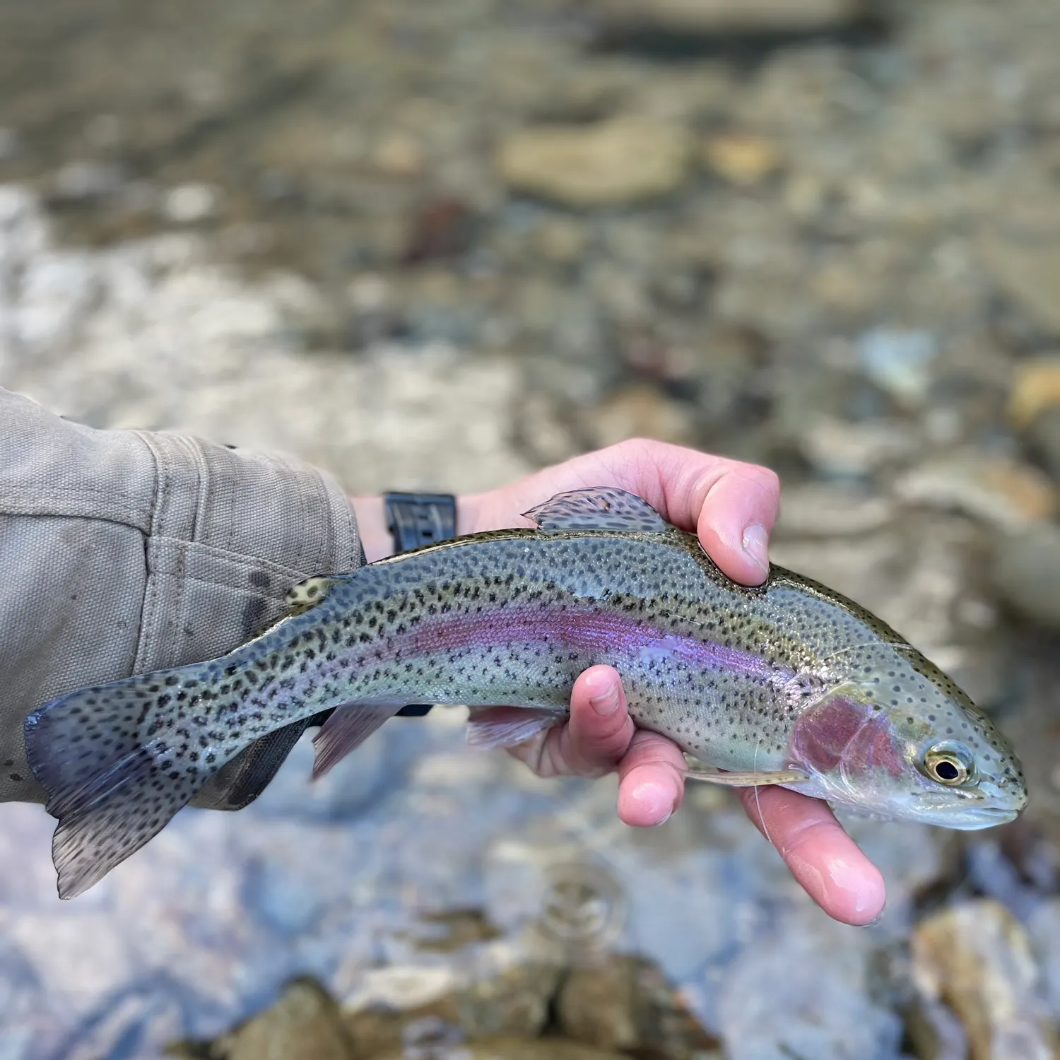 recently logged catches