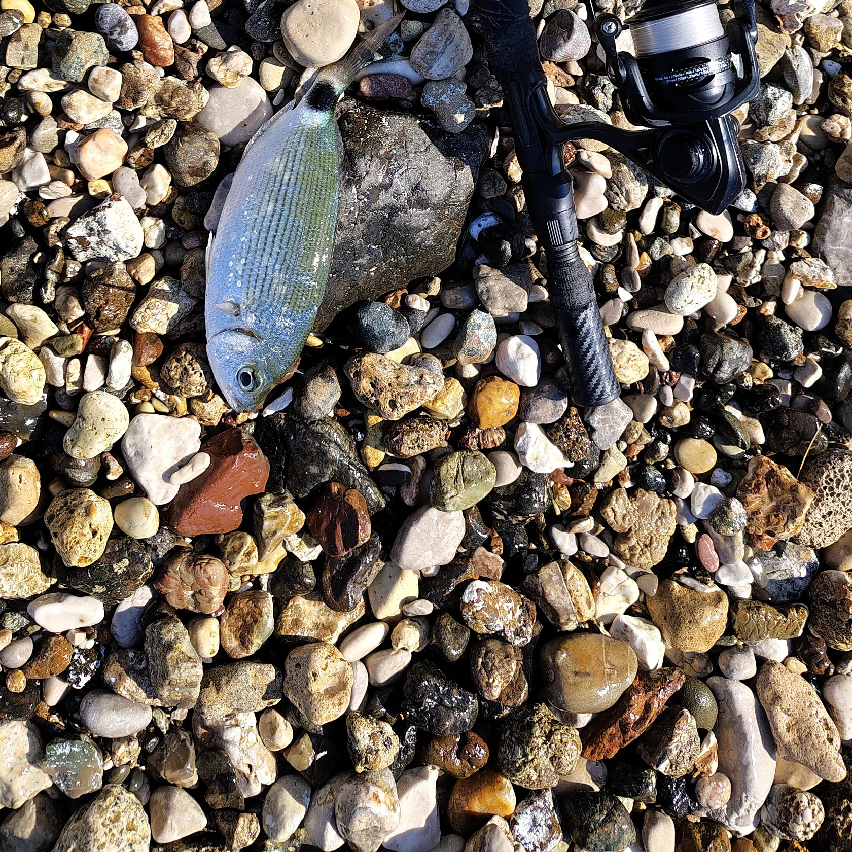 The most recent Saddled seabream catches on Fishbrain