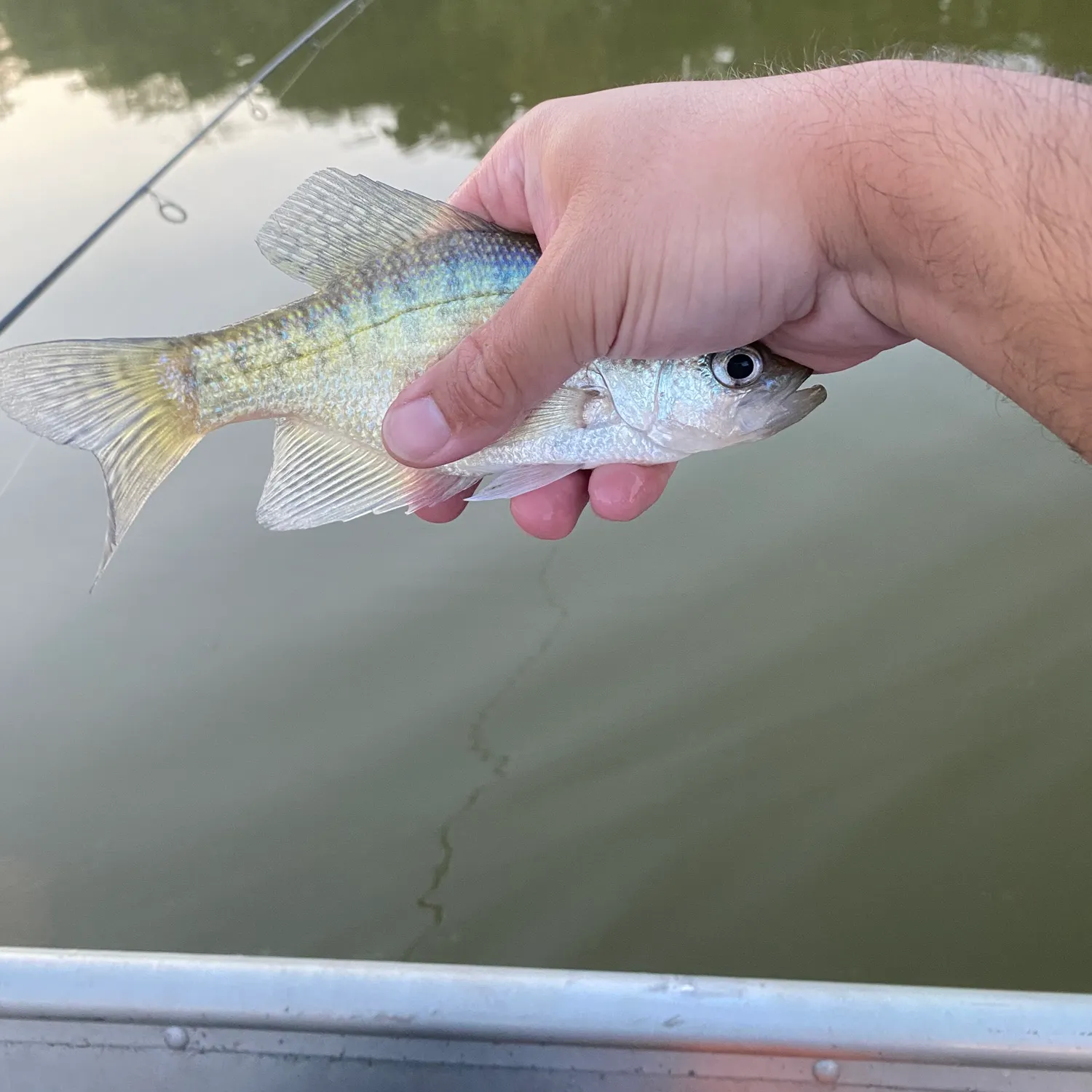 White crappie caught on Fishbrain