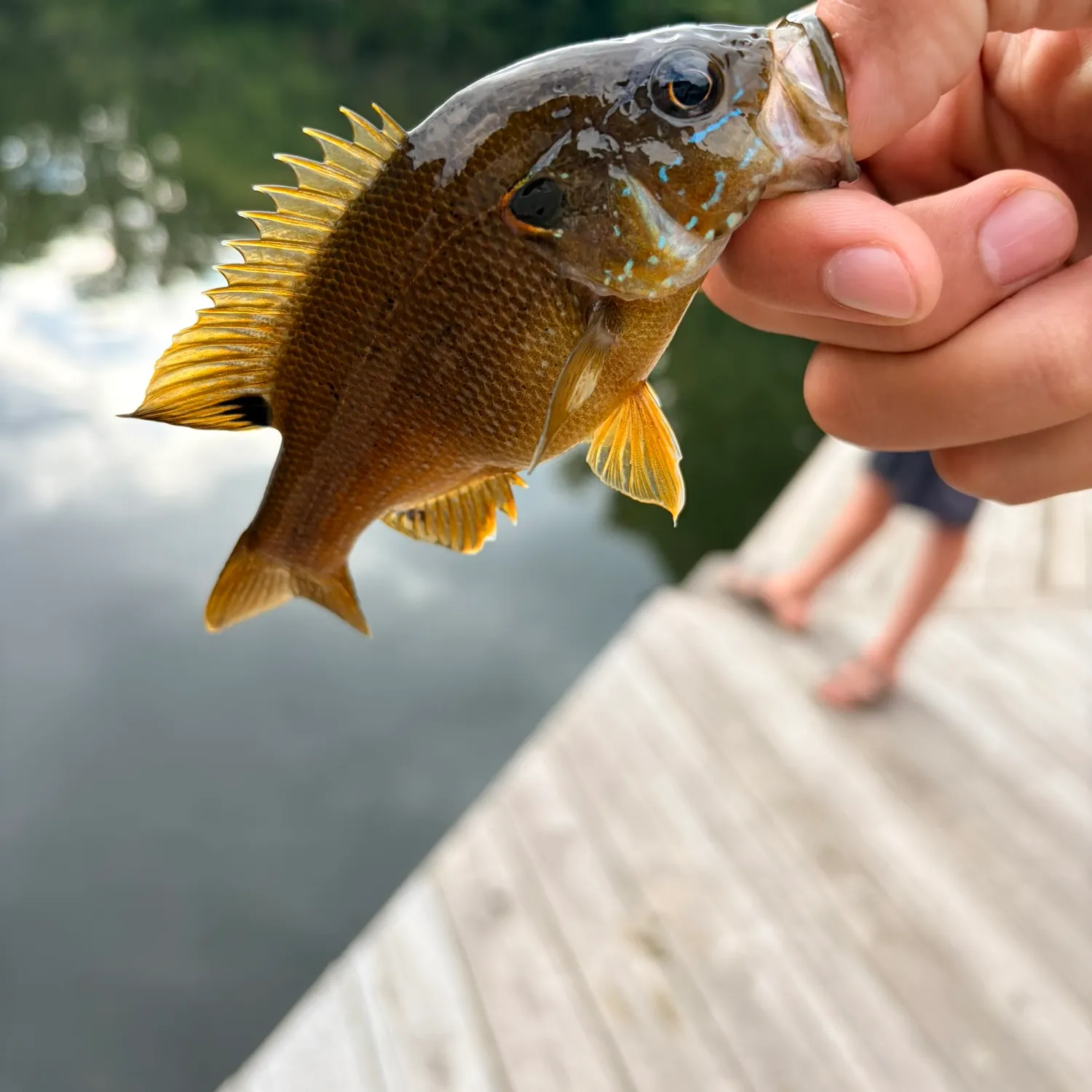 Green sunfish caught on Fishbrain