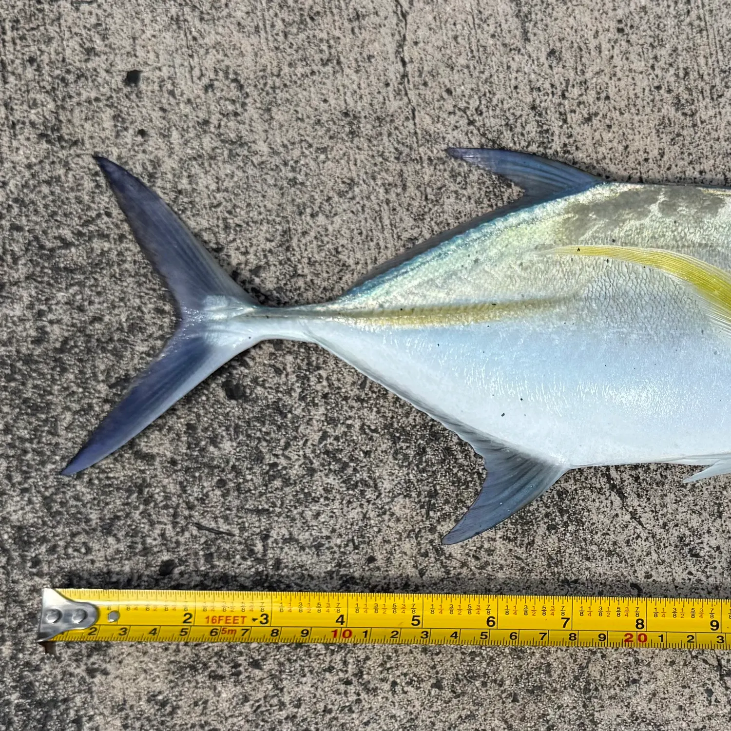 The most recent Bluefin trevally catches on Fishbrain