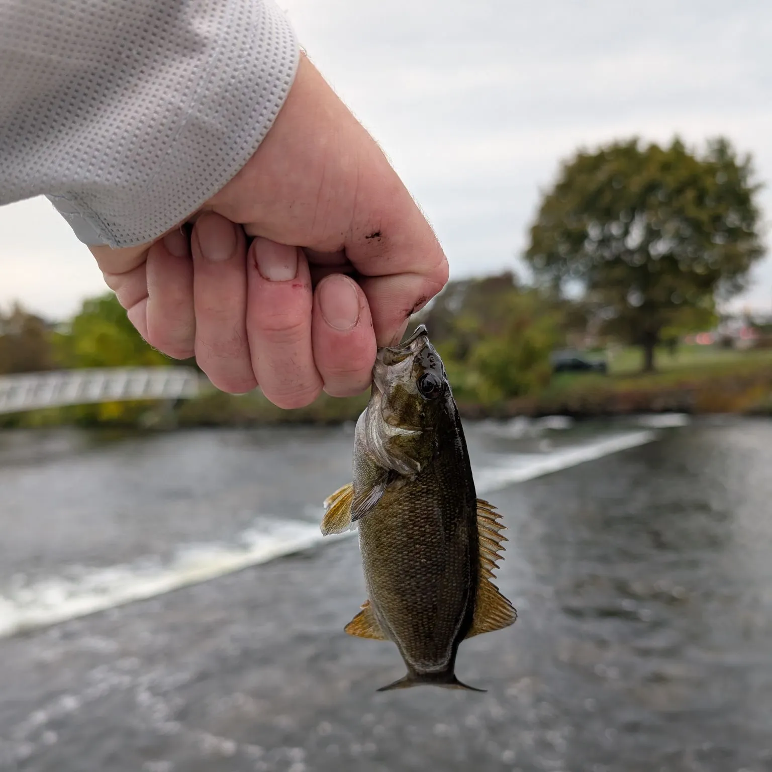 Smallmouth bass caught on Fishbrain