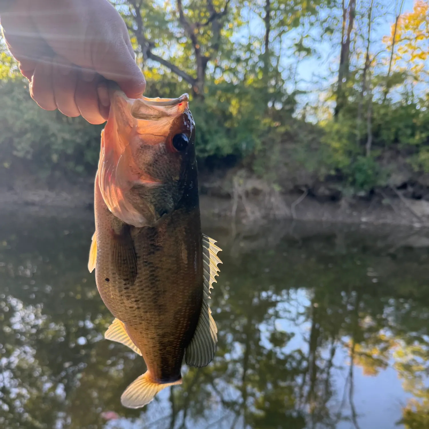 Largemouth bass caught on Fishbrain