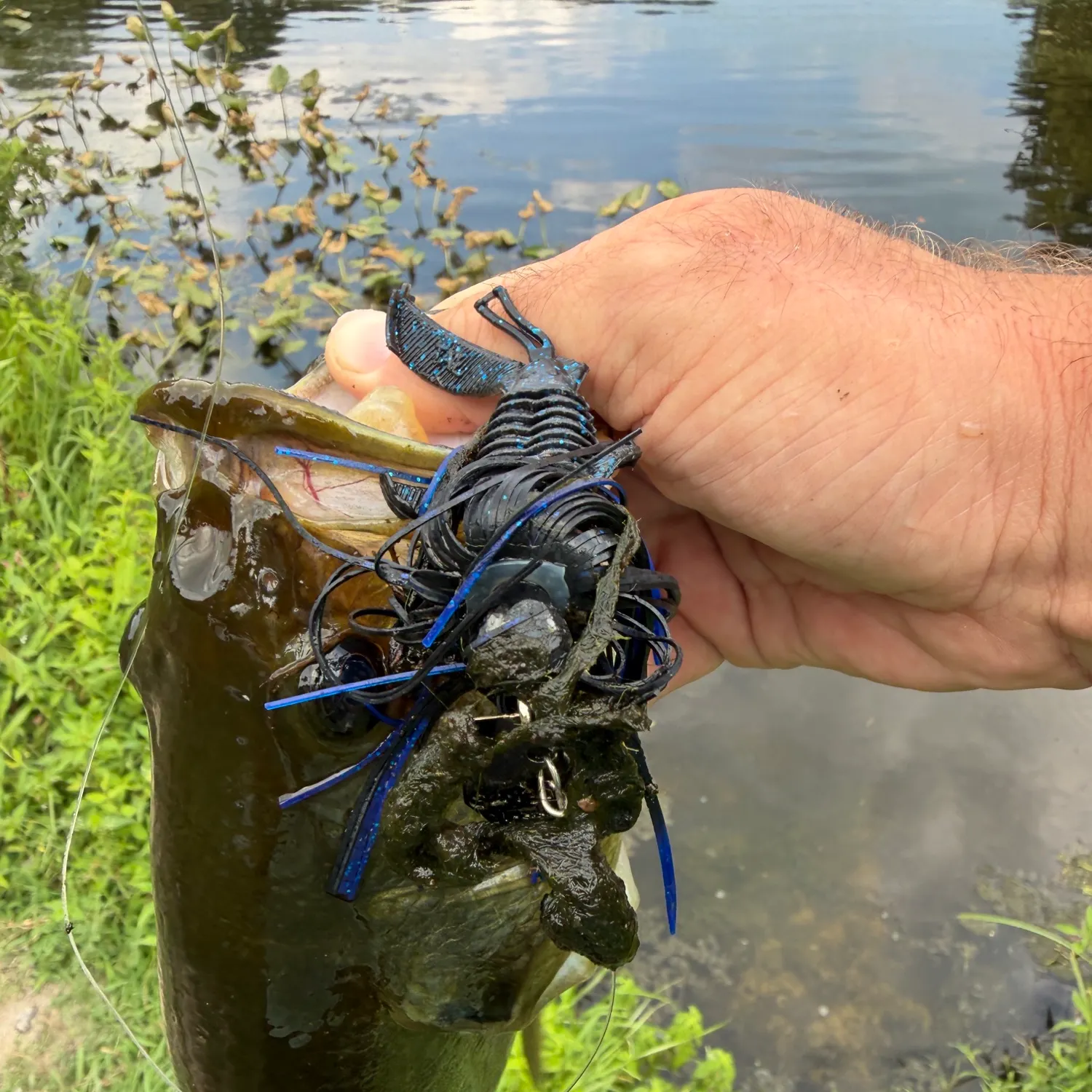 Largemouth bass caught on Fishbrain