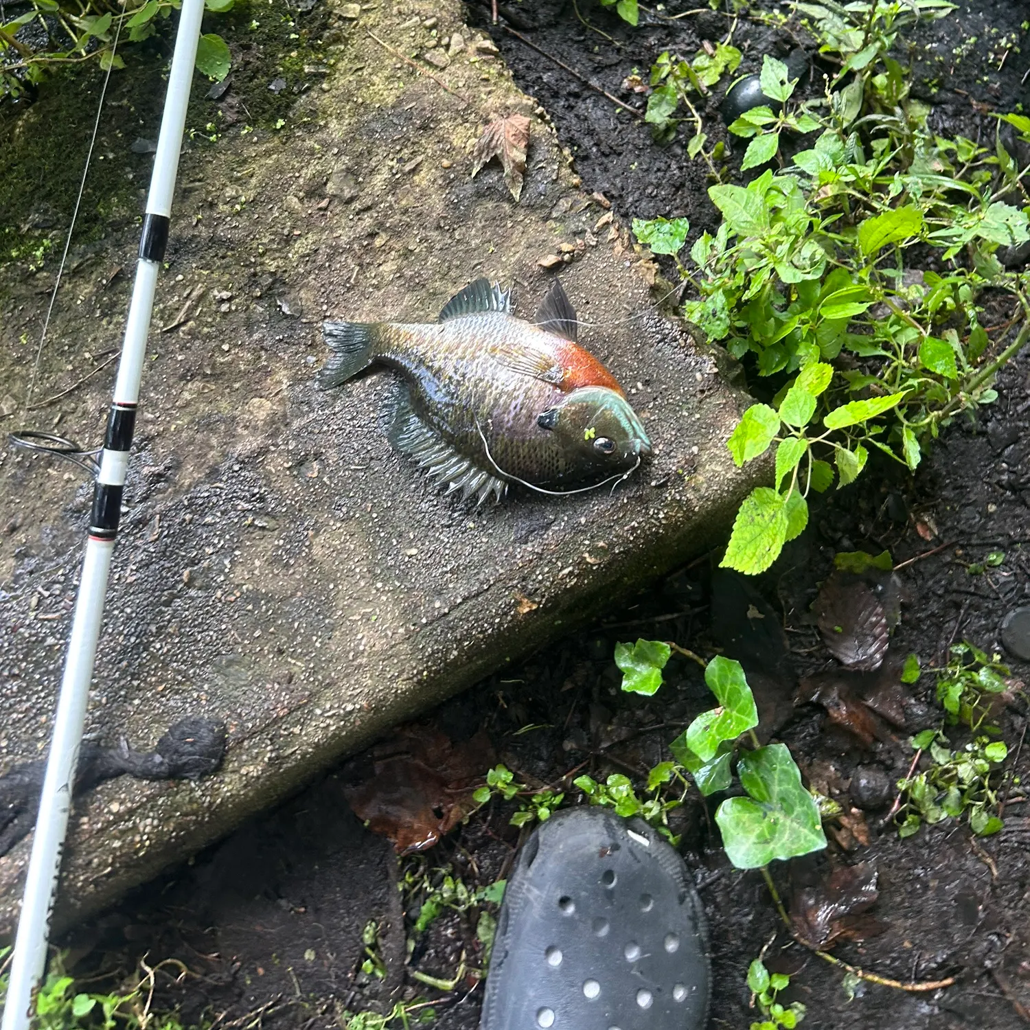 Redbreast sunfish caught on Fishbrain