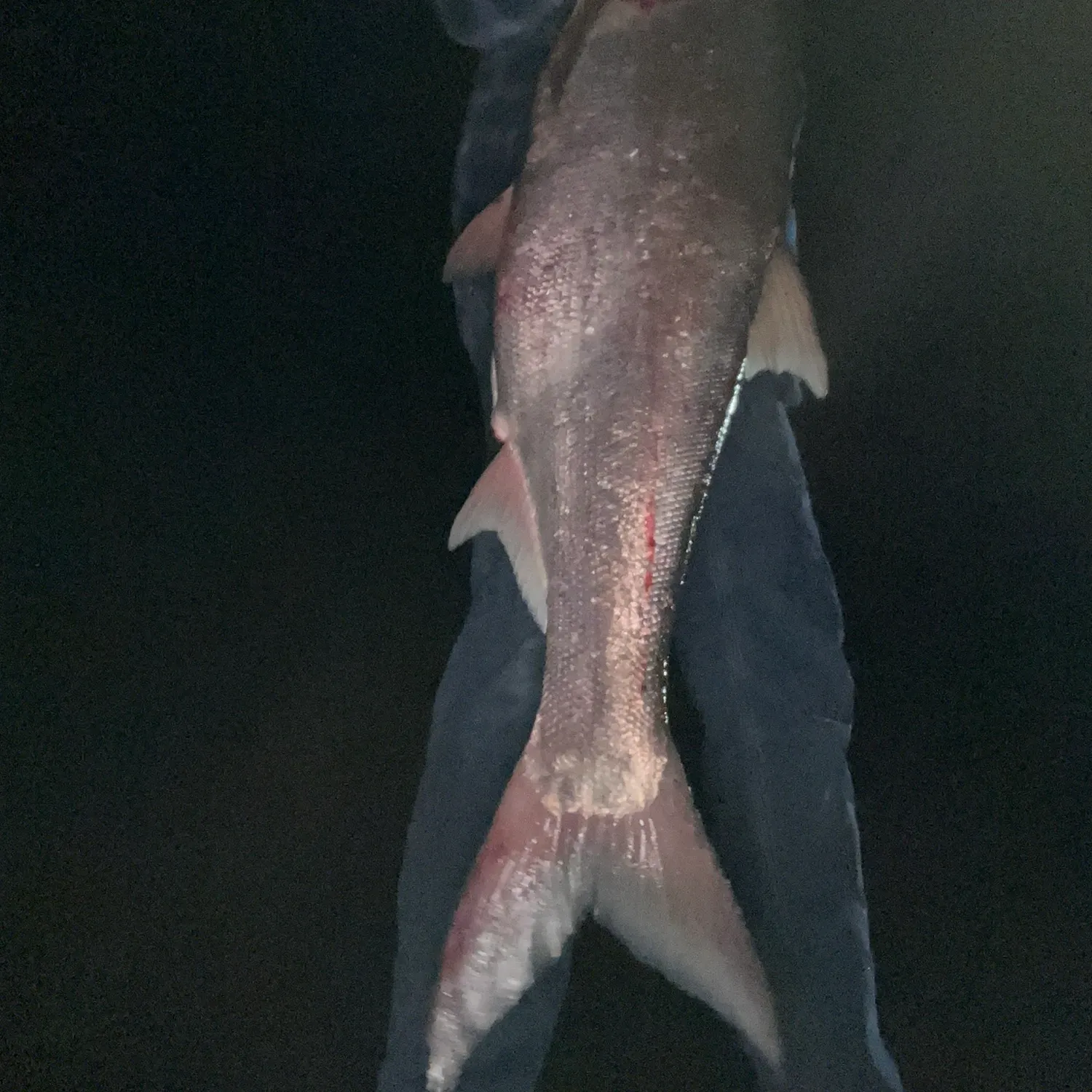The most popular recent Silver carp catch on Fishbrain